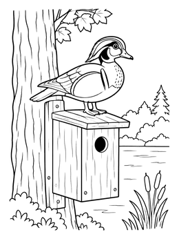Free printable Wood Duck On Nesting Box coloring page