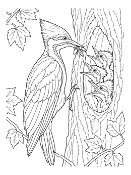 Woodpecker coloring page showing an adult feeding insects to chicks in a tree cavity.