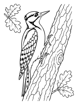 A detailed woodpecker perches on textured bark in this oak tree coloring page.