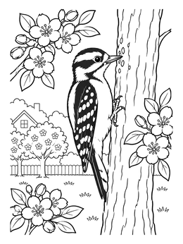 A downy woodpecker coloring page perched on a tree trunk surrounded by blooming orchard blossoms.