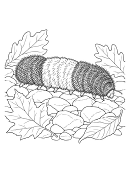 A detailed caterpillar coloring page featuring a woolly bear crawling over stones and fallen leaves.