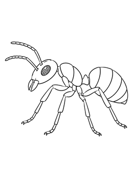 Detailed ant coloring page showing the anatomy and profile of a worker ant.