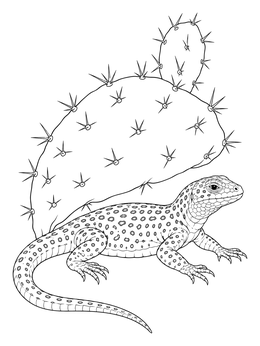 Free printable Spotted Lizard Under Prickly Pear Cactus coloring page