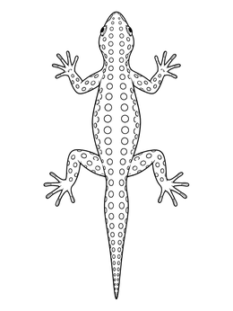 Free printable Spotted Lizard Overhead View coloring page