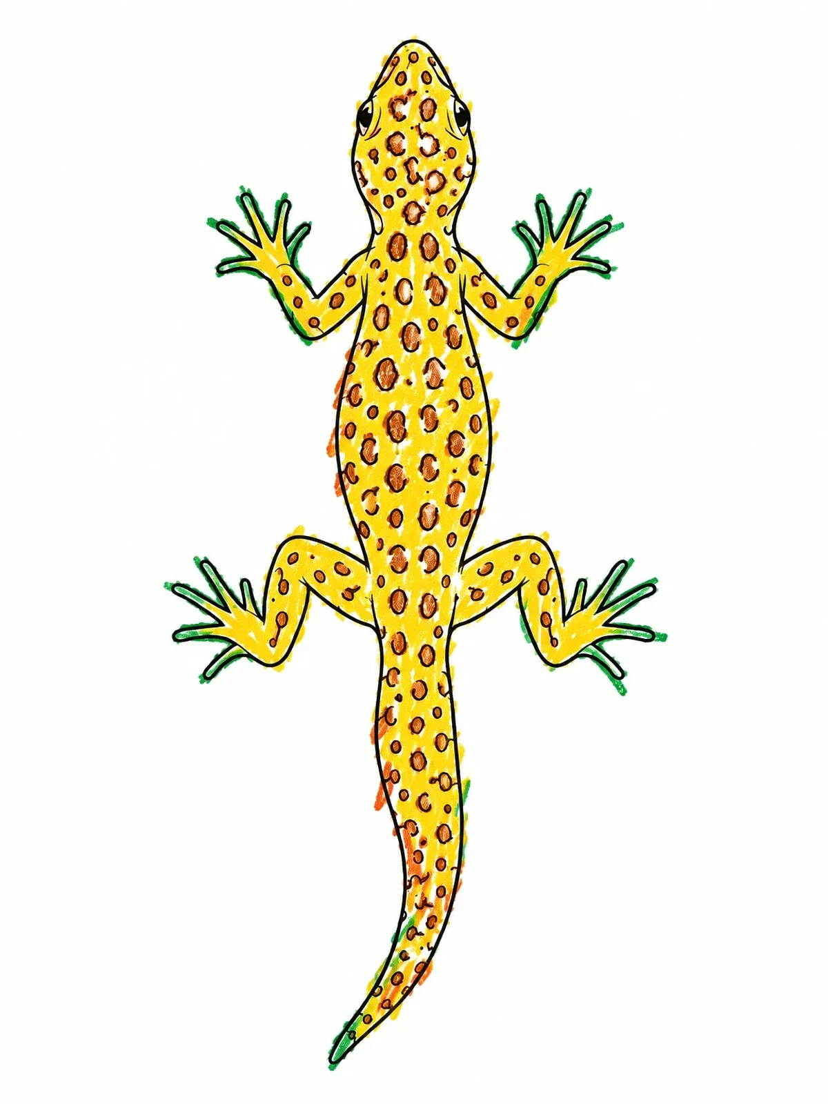 Colored example of the Top Down View Spotted Lizard coloring page