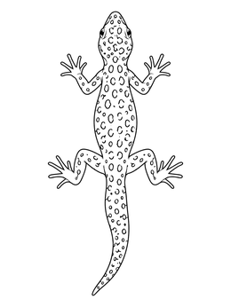 Free printable Top Down View Spotted Lizard coloring page
