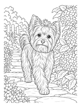 Free printable Yorkshire Terrier On Garden Path coloring page