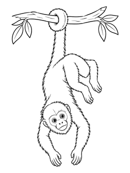 A young howler monkey coloring page showing the animal hanging upside down from a tree branch.