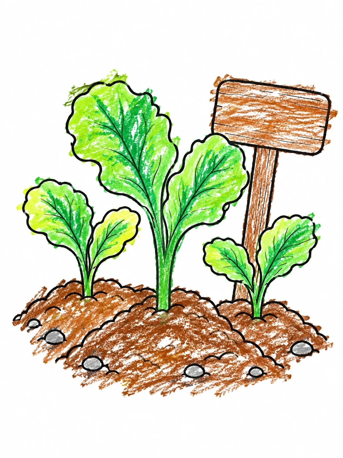 Colored example of the Young Lettuce Sprouts In Garden Bed coloring page
