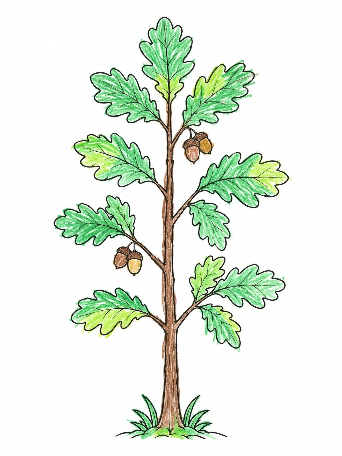 Colored example of the Young Oak Sapling With Acorns coloring page