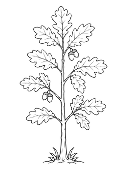 A slender young oak tree coloring page with lobed leaves and hanging acorns.