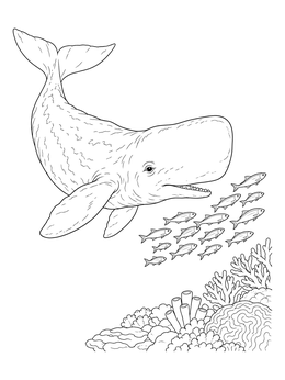 A sperm whale coloring page with a young whale swimming near tiny fish and coral.