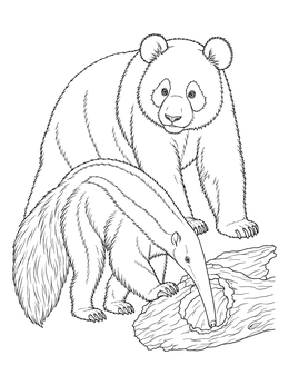A giant panda stands beside an anteater inspecting a hollow log in this detailed zoo coloring page.