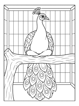 An Indian peacock sits cross-legged on a branch in this zoo coloring page.