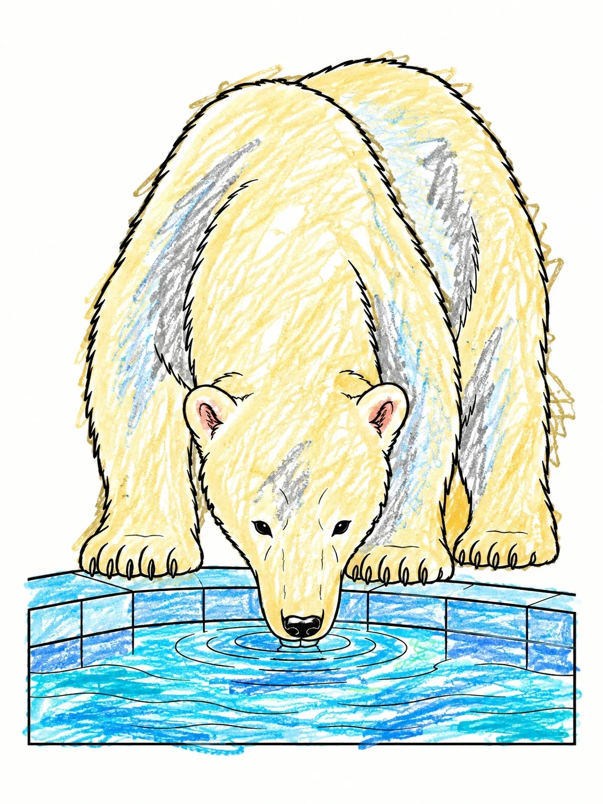Colored example of the Polar Bear Drinking From Pool coloring page