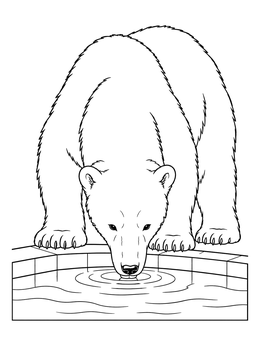 A large polar bear drinks water calmly in this zoo coloring page.