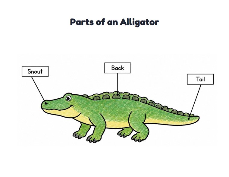 Parts of an Alligator worksheet (Easy, Pre-K–K)