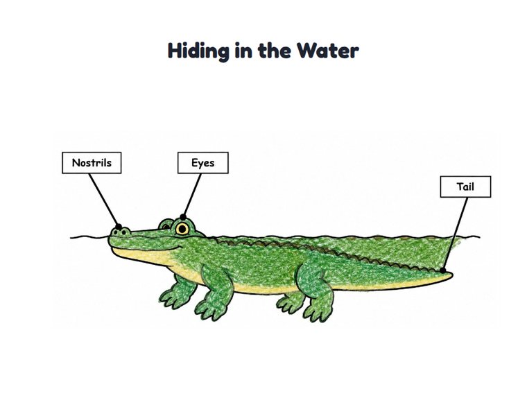 Hiding in the Water worksheet (Easy, Pre-K–K)