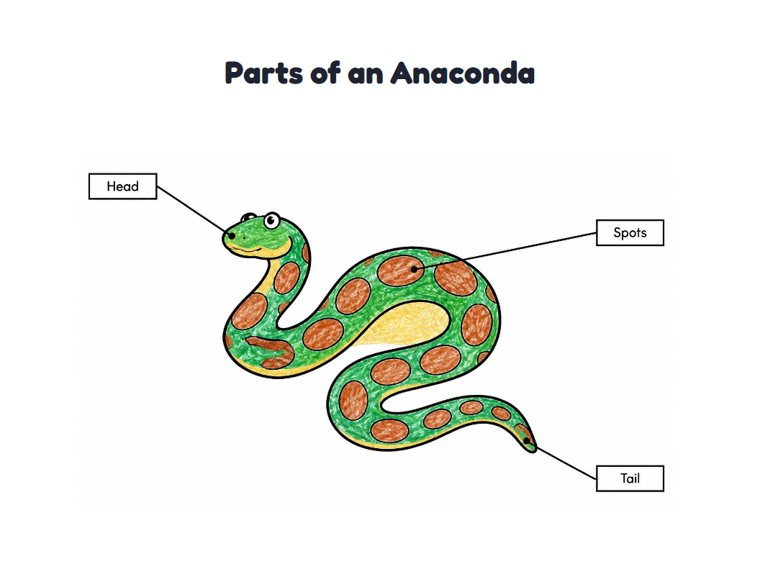 Parts of an Anaconda worksheet (Easy, Pre-K–K)