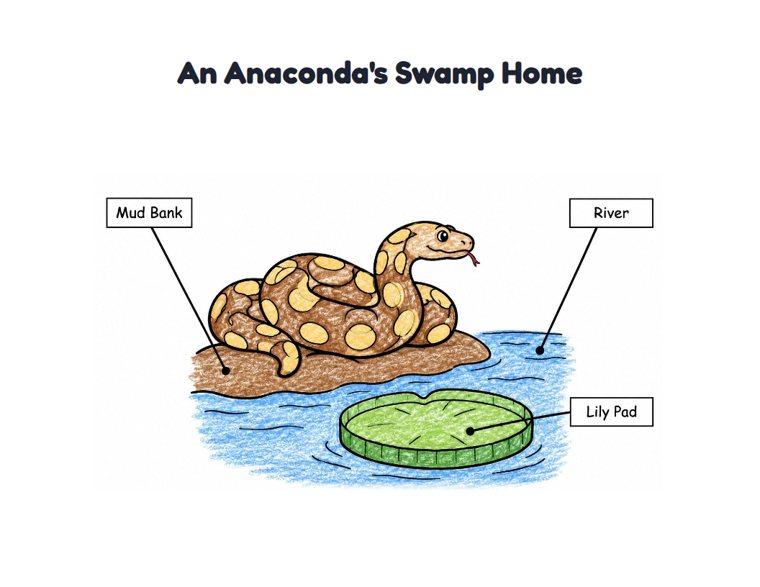 An Anaconda's Swamp Home worksheet (Easy, Pre-K–K)