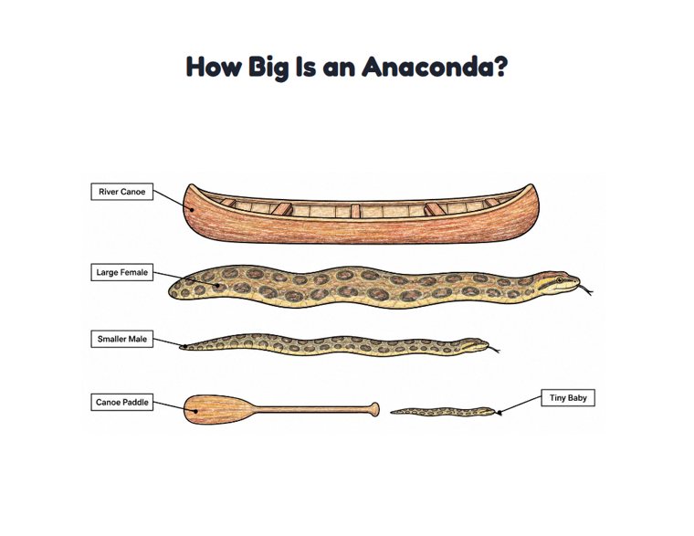 How Big Is an Anaconda? worksheet (Medium, Grades 1–2)
