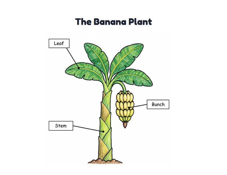 The Banana Plant worksheet (Easy, Pre-K–K)