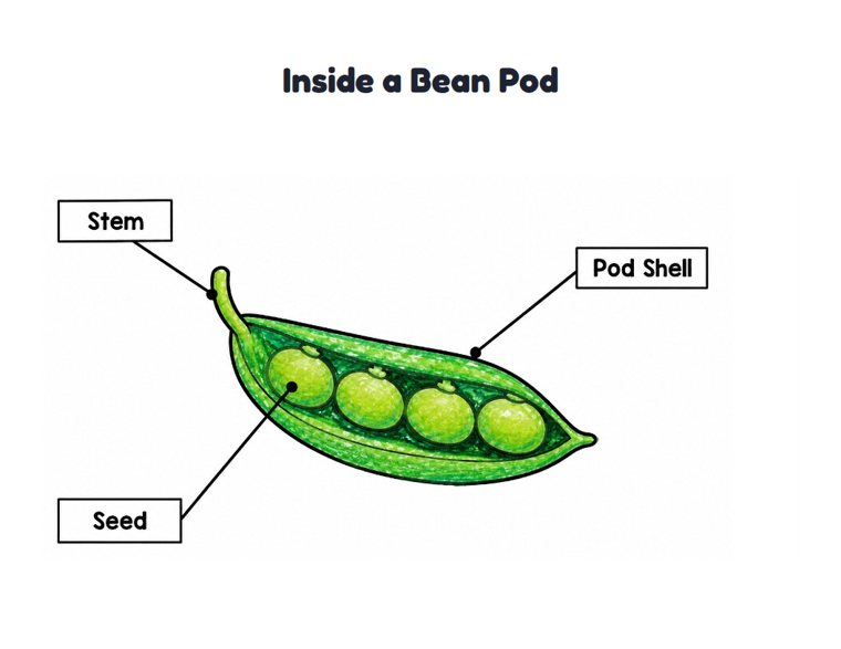 Inside a Bean Pod worksheet (Easy, Pre-K–K)