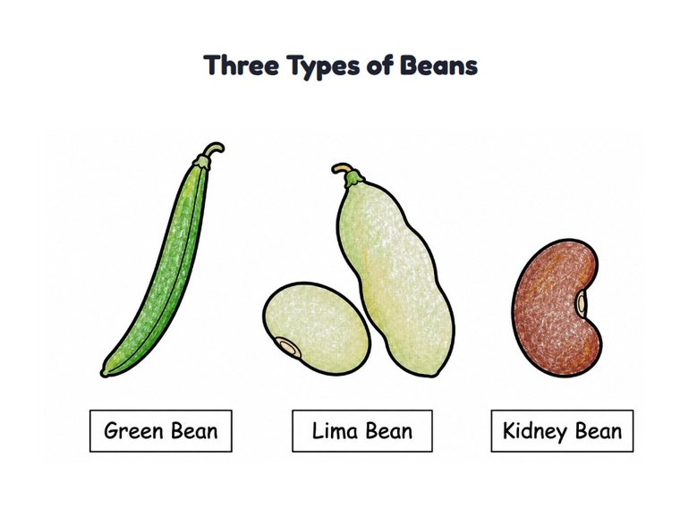 Three Types of Beans worksheet (Easy, Pre-K–K)