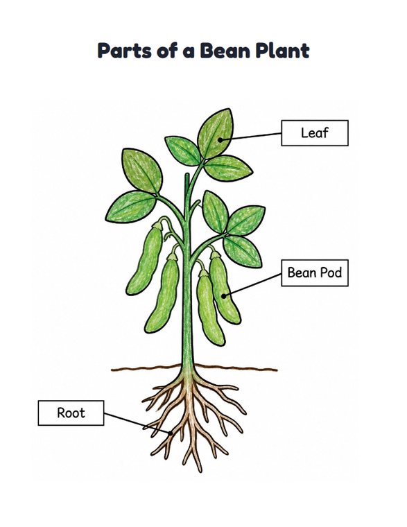 Parts of a Bean Plant worksheet (Easy, Pre-K–K)