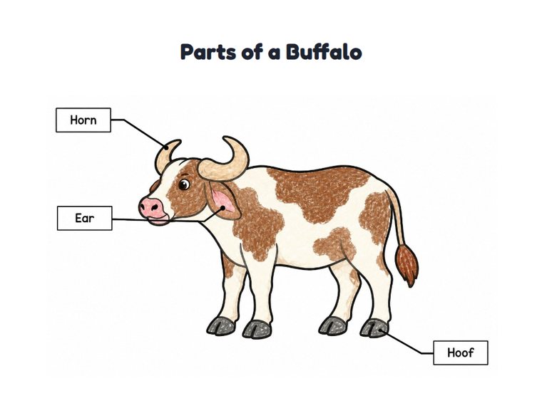 Parts of a Buffalo worksheet (Easy, Pre-K–K)