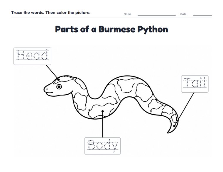 Parts of a Burmese Python worksheet (Easy, Pre-K–K)