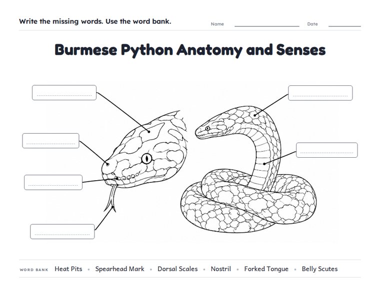 Burmese Python Anatomy and Senses worksheet (Hard, Grades 3–4)