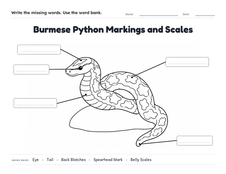 Burmese Python Markings and Scales worksheet (Medium, Grades 1–2)