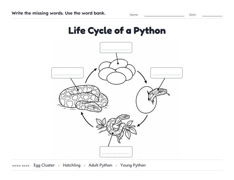 Life Cycle of a Python worksheet (Medium, Grades 1–2)
