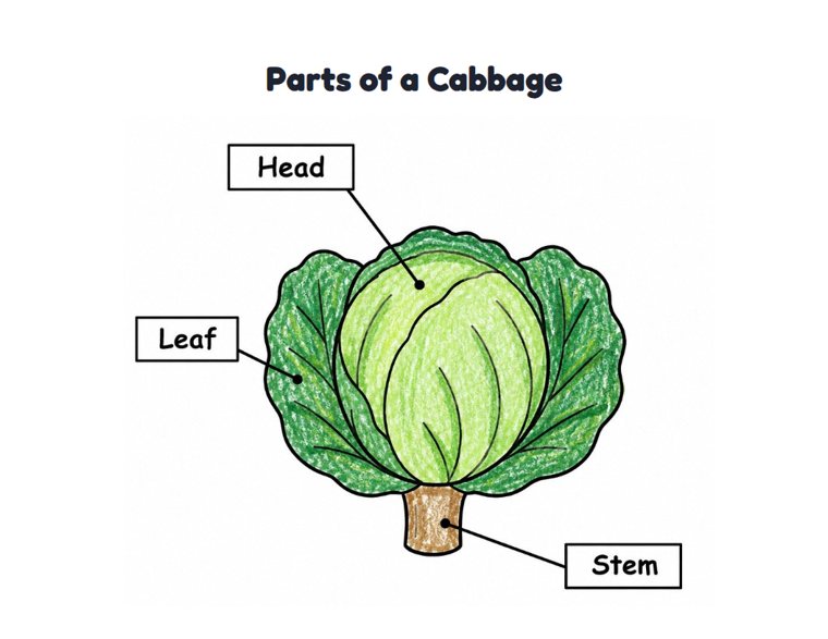 Parts of a Cabbage worksheet (Easy, Pre-K–K)