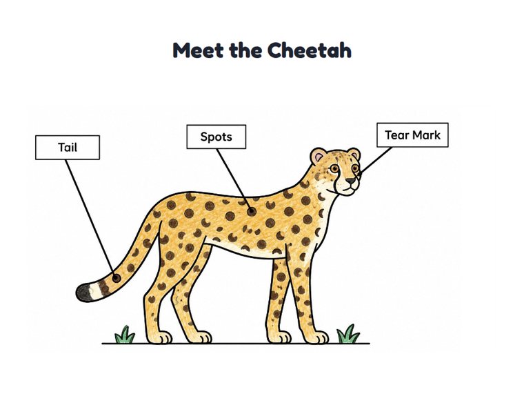 Meet the Cheetah worksheet (Easy, Pre-K–K)