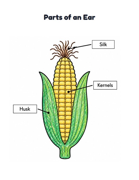 Parts of an Ear worksheet (Easy, Pre-K–K)