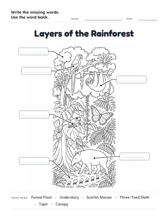 Layers of the Rainforest worksheet (Hard, Grades 3–4)