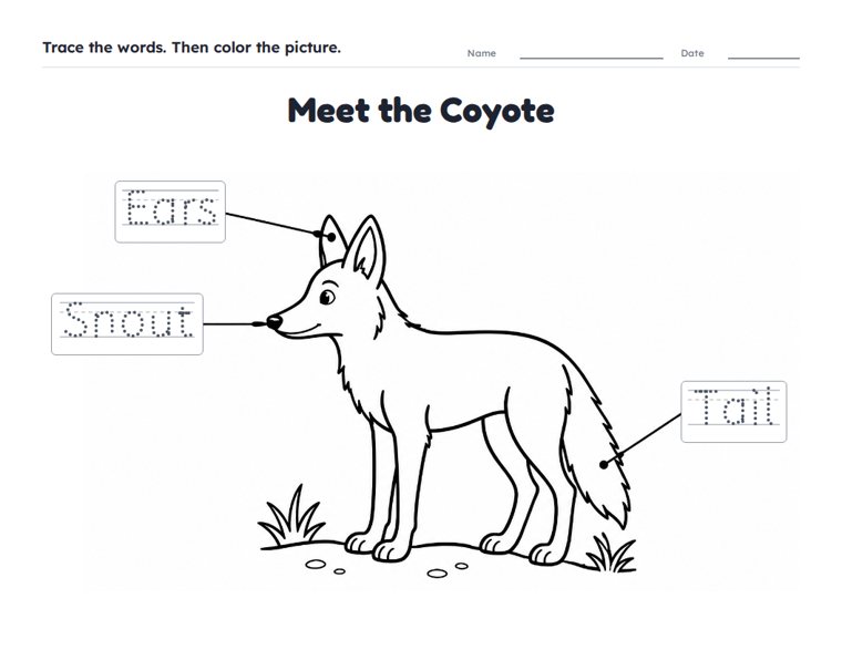 Meet the Coyote worksheet (Easy, Pre-K–K)