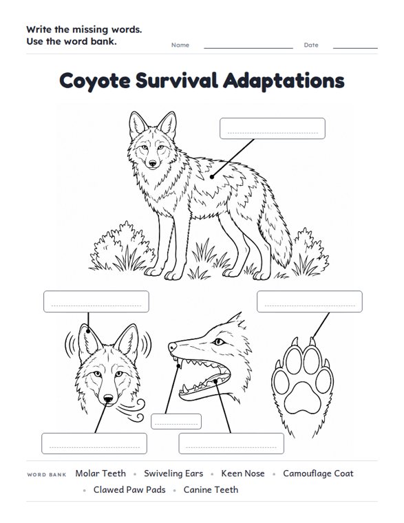 Coyote Survival Adaptations worksheet (Hard, Grades 3–4)