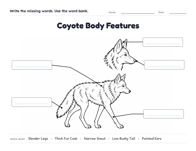 Coyote Body Features worksheet (Medium, Grades 1–2)