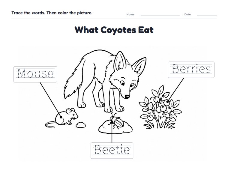 What Coyotes Eat worksheet (Easy, Pre-K–K)