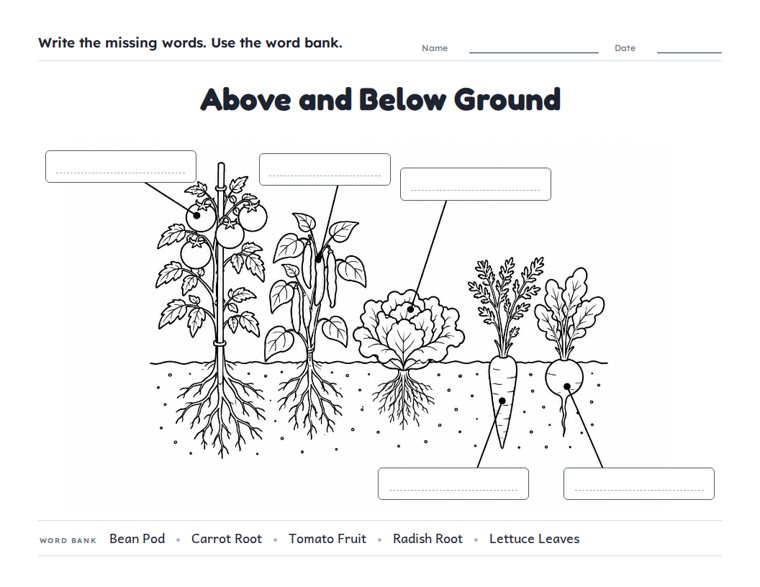 Above and Below Ground worksheet (Medium, Grades 1–2)