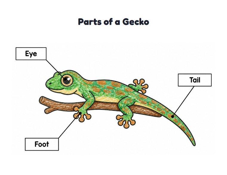 Parts of a Gecko worksheet (Easy, Pre-K–K)