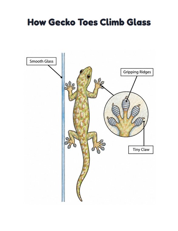 How Gecko Toes Climb Glass worksheet (Medium, Grades 1–2)