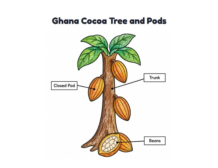 Ghana Cocoa Tree and Pods worksheet (Easy, Pre-K–K)
