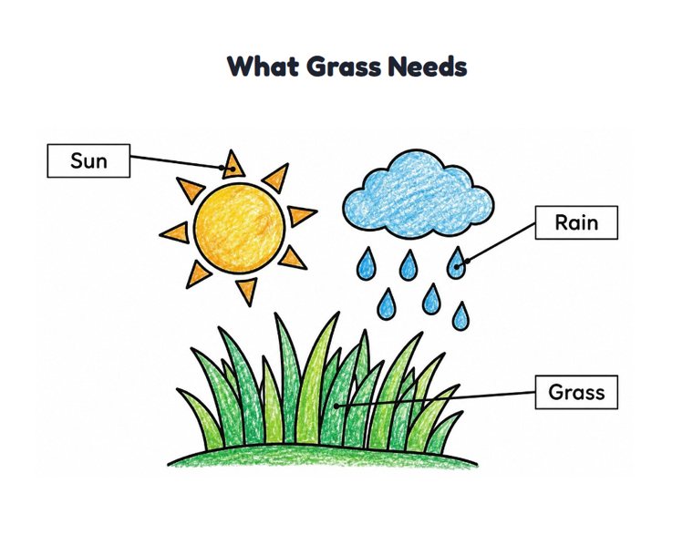 What Grass Needs worksheet (Easy, Pre-K–K)