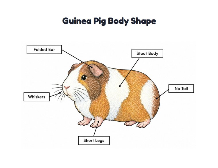 Guinea Pig Body Shape worksheet (Medium, Grades 1–2)