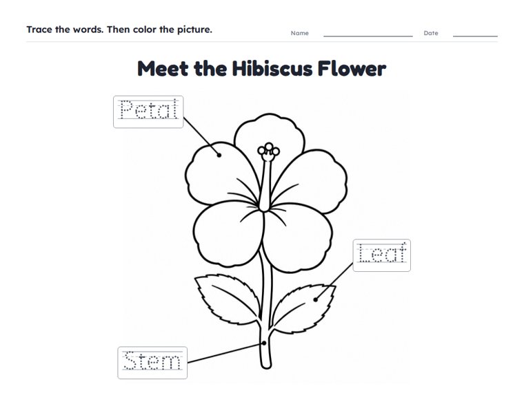 Meet the Hibiscus Flower worksheet (Easy, Pre-K–K)