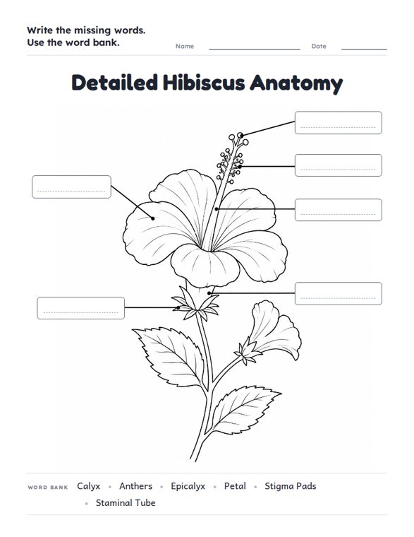 Detailed Hibiscus Anatomy worksheet (Hard, Grades 3–4)